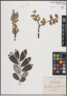 Foto von Salix cinerea L.